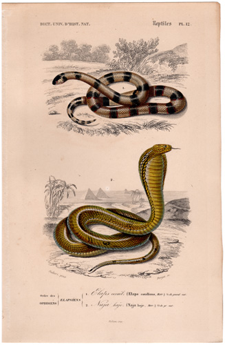Coral Snake Egyptian Cobra